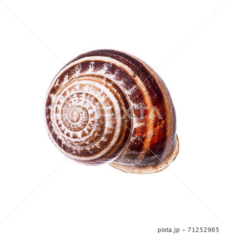 sea shell isolated on white sea shell isolated on white 71252965