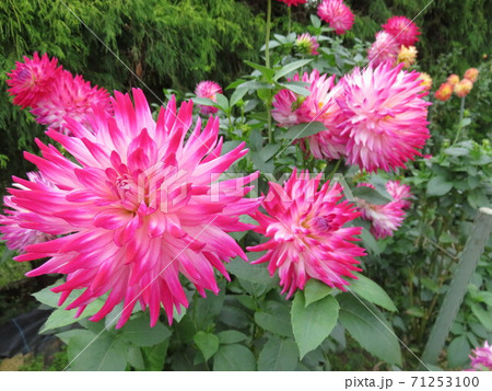 富山県 氷見あいやまガーデン ダリアの花の写真素材