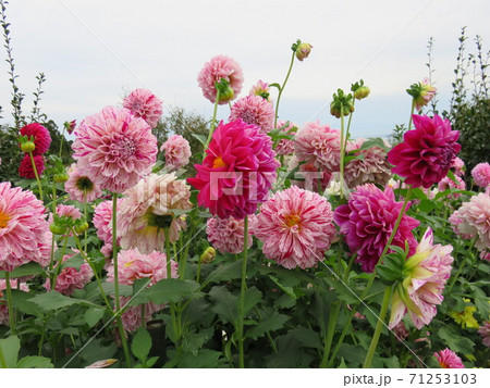 富山県 氷見あいやまガーデン ダリアの花の写真素材