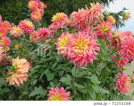 富山県　氷見あいやまガーデン　ダリアの花 71253108