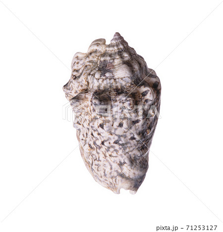 sea shell isolated on white 71253127
