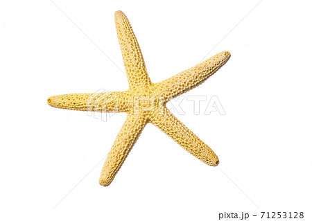 yellow starfish close-up on a white background 71253128