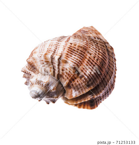 sea shell isolated on white sea shell isolated on white 71253133