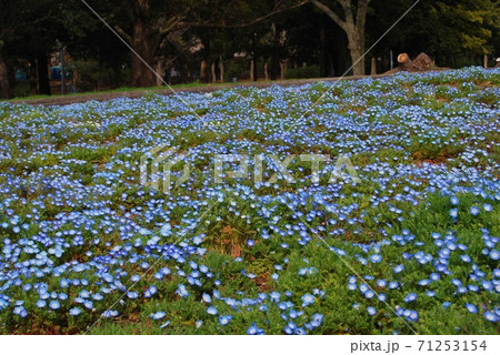 公園の花壇のネモフィラ 71253154