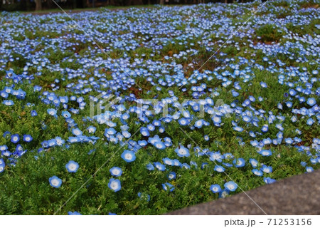 公園の花壇のネモフィラ 71253156