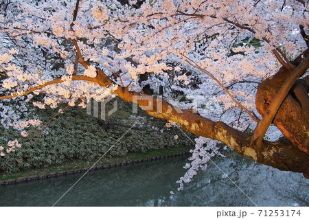 ライトアップされた夜桜 (青森県 弘前さくらまつり)  71253174