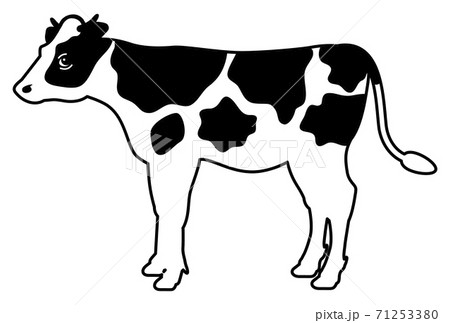 白黒模様のある牛の全身イラスト 横向き のイラスト素材