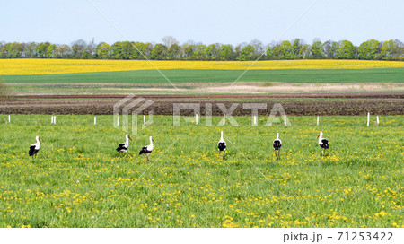 white stork on the field in spring white stork on the field in spring 71253422