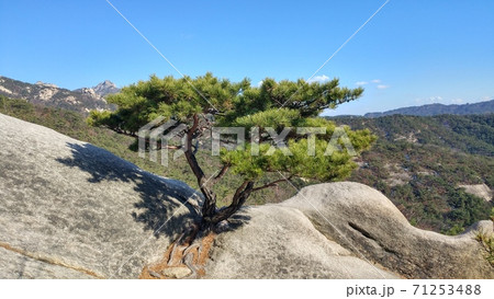風景 木 自然 71253488