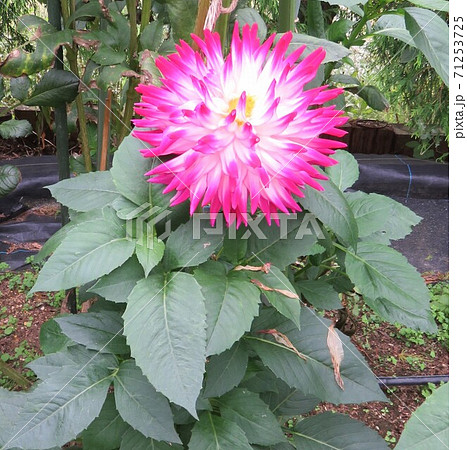 富山県 氷見あいやまガーデン ダリアの花の写真素材