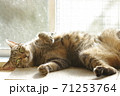 窓際で日に当たりながらリラックスするキジトラ猫 71253764