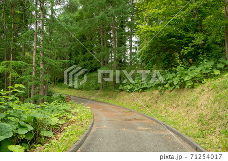 曲り道 71254017