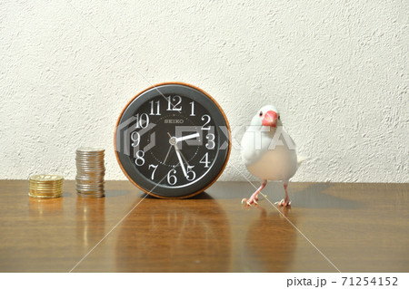 TIme is Money 文鳥編 TIme is Money 文鳥編 71254152
