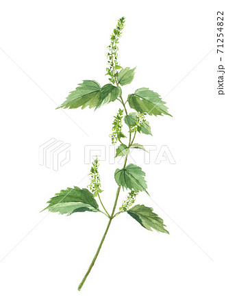 荏胡麻 エゴマ 荏胡麻 エゴマ 71254822