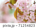 春の桜 71254823