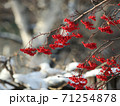 雪とナナカマドの実 71254878