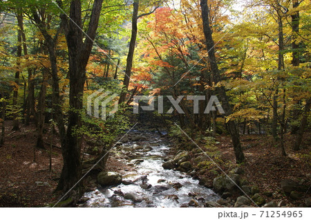 瑞牆山クリスタルライン沿いの渓谷(秋) 瑞牆山クリスタルライン沿いの渓谷(秋) 71254965