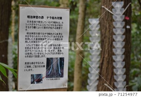 明治神宮の森における「ナラ枯れ」の被害対策 71254977