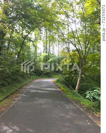緑が綺麗な登山道 緑が綺麗な登山道 71255072