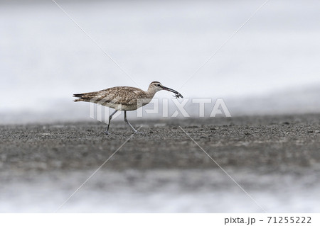カニを捕えたチュウシャクシギ 71255222
