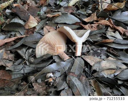 ドクササコ　猛毒きのこ　断面写真 71255533