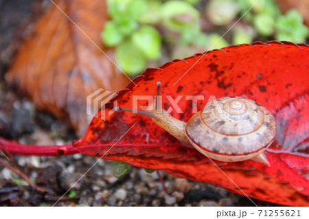 秋、桜の落ち葉の上にいる冬眠前のカタツムリ 秋、桜の落ち葉の上にいる冬眠前のカタツムリ 71255621