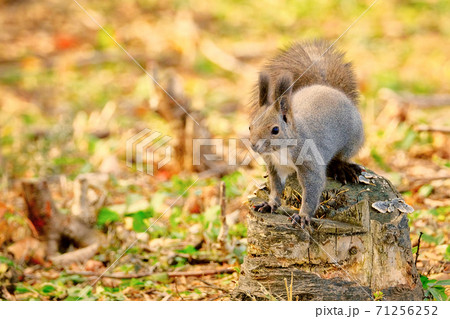 秋のエゾリス 71256252