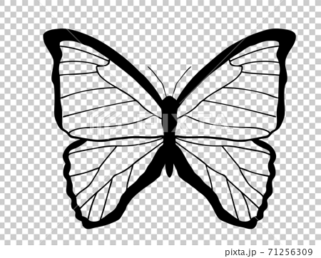 Morpho Butterfly Unpainted Stock Illustration
