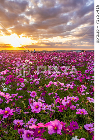 コスモス畑　秋イメージ　夕景　兵庫県小野市　ひまわりの丘公園 71256416