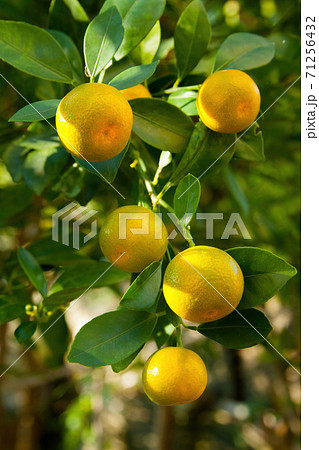 柑橘 柑橘系 シトラス 71256432