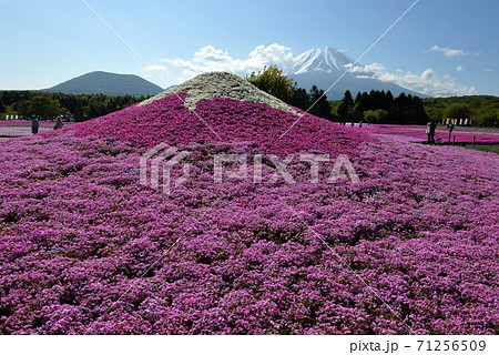 富士山とミニ芝桜富士 71256509