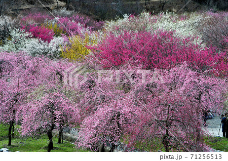 綺麗に咲き誇る梅の花 綺麗に咲き誇る梅の花 71256513