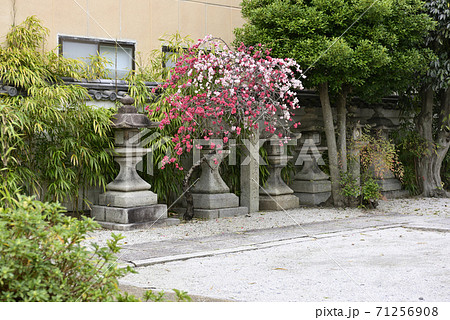 閑臥庵　源平枝垂れ桃（花桃） 71256908