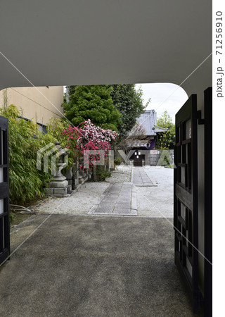 閑臥庵　源平枝垂れ桃（花桃） 71256910