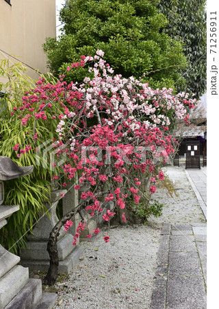 閑臥庵　源平枝垂れ桃（花桃） 71256911