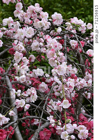 閑臥庵 源平枝垂れ桃(花桃) 閑臥庵 源平枝垂れ桃(花桃) 71256915