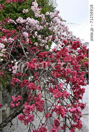 閑臥庵 源平枝垂れ桃(花桃) 閑臥庵 源平枝垂れ桃(花桃) 71256916