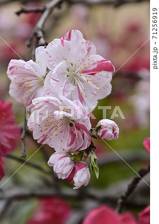 閑臥庵　源平枝垂れ桃（花桃） 71256919