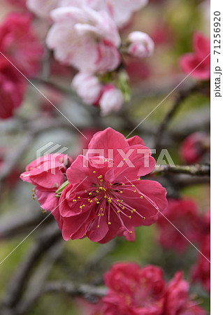 閑臥庵 源平枝垂れ桃(花桃) 閑臥庵 源平枝垂れ桃(花桃) 71256920