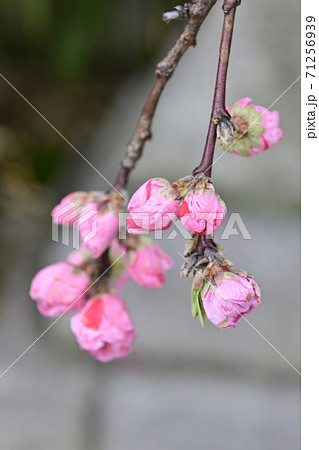 閑臥庵　源平枝垂れ桃（花桃） 71256939