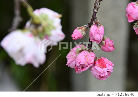 閑臥庵 源平枝垂れ桃(花桃) 閑臥庵 源平枝垂れ桃(花桃) 71256940
