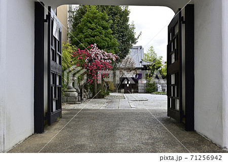 閑臥庵　源平枝垂れ桃（花桃） 71256942