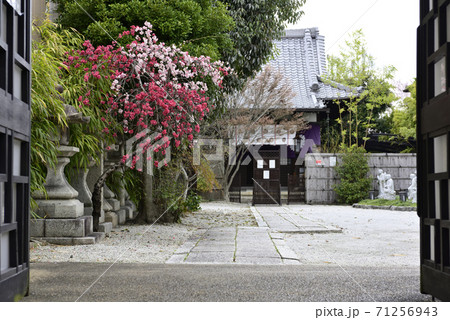 閑臥庵　源平枝垂れ桃（花桃） 71256943