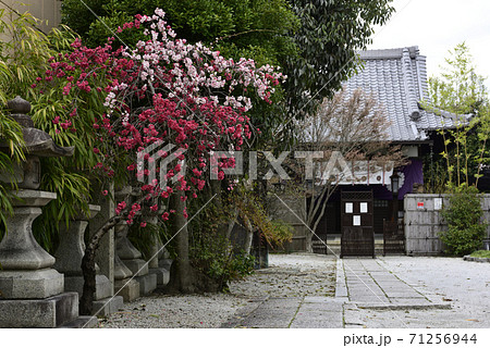 閑臥庵　源平枝垂れ桃（花桃） 71256944