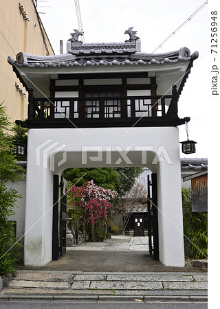 閑臥庵 源平枝垂れ桃(花桃) 閑臥庵 源平枝垂れ桃(花桃) 71256948