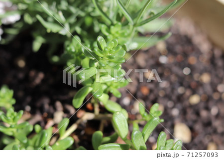 ベランダの多肉植物の写真素材