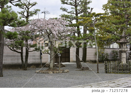 上善寺　桜 71257278