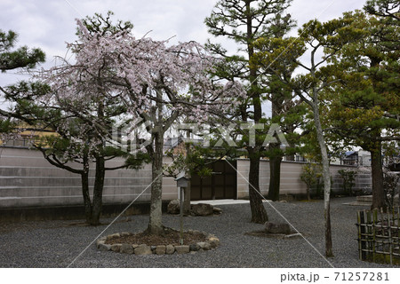 上善寺 桜 上善寺 桜 71257281