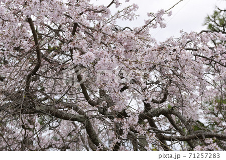上善寺 桜 上善寺 桜 71257283
