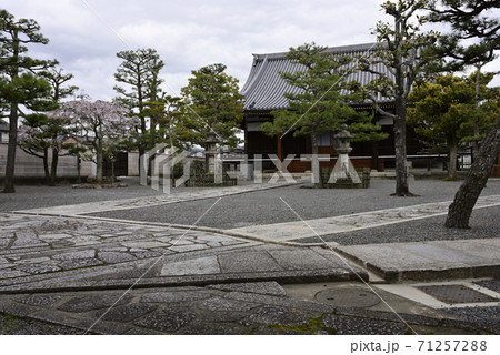 上善寺 桜 上善寺 桜 71257288